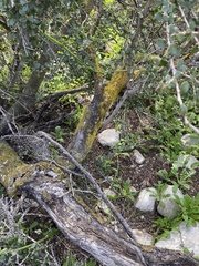 Chrysothrix candelaris