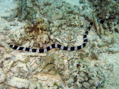 Myrichthys colubrinus