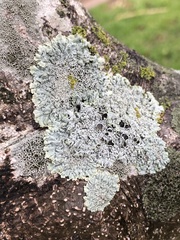 Lecanora