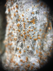 Brigantiaea leucoxantha