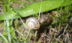 Otala lactea