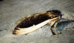 Truncaptera gigantea