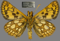 Carterocephalus skada