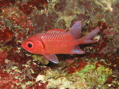 Myripristis hexagona