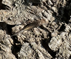 Meinertellidae