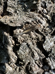 Meinertellidae