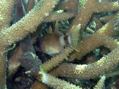 Nectamia bandanensis