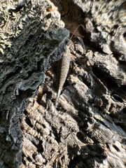 Meinertellidae