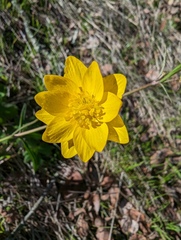 Ranunculus californicus