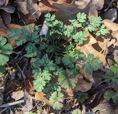 Corydalis micrantha