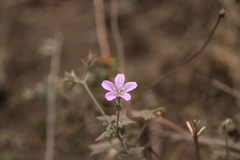 Talinum paniculatum
