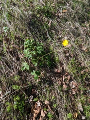 Ranunculus californicus