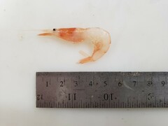 Pasiphaea multidentata