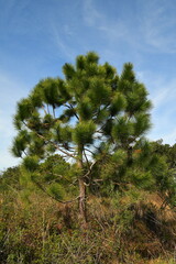 Pinus elliottii