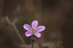 Talinum paniculatum