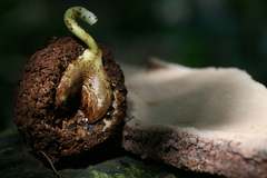 Panda oleosa