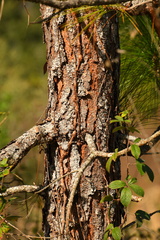 Pinus elliottii