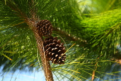 Pinus elliottii