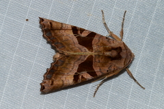 Phlogophora periculosa