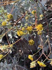 Encelia farinosa