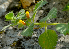 Magnoliopsida