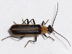 Podabrus flavicollis