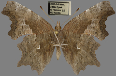 Polygonia oreas