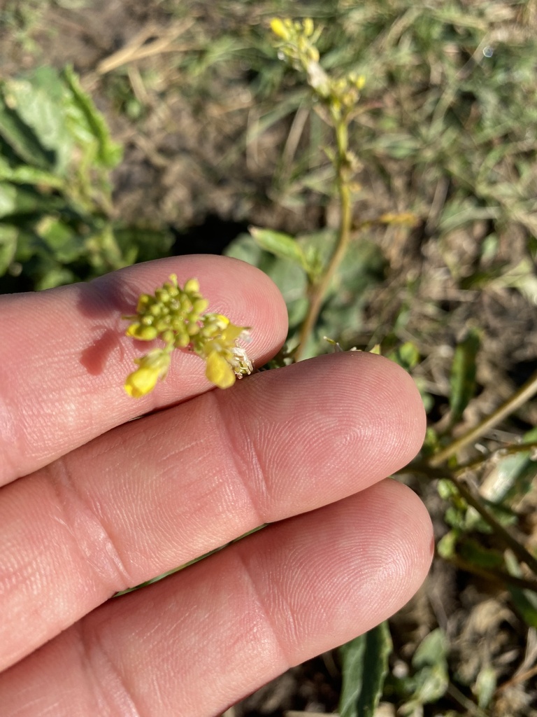 annual bastard cabbage from River Legacy Park, Arlington, TX, US on