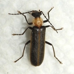 Podabrus flavicollis