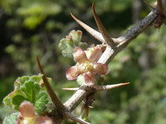 Ribes uva-crispa