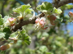 Ribes uva-crispa