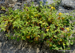 Magnoliopsida
