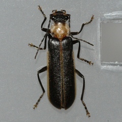 Podabrus flavicollis