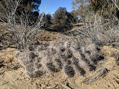 Opuntia polyacantha polyacantha