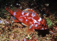 Sebastapistes ballieui