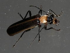Podabrus flavicollis