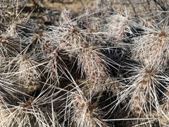 Opuntia polyacantha polyacantha