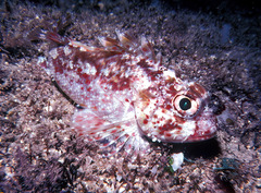 Sebastapistes ballieui