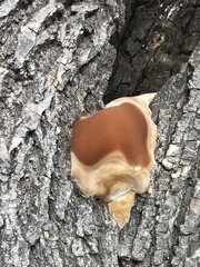 Ganoderma