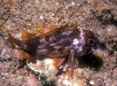 Sebastapistes coniorta