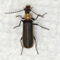 Podabrus flavicollis