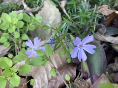 Phlox subulata