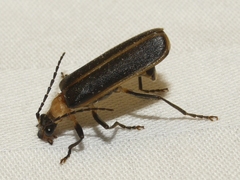 Podabrus flavicollis