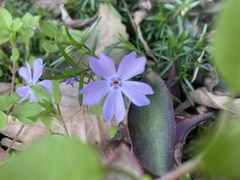 Phlox subulata