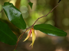 Meiogyne stenopetala