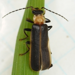Podabrus flavicollis