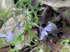 Phlox subulata