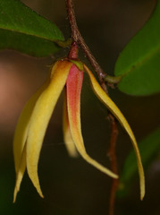 Meiogyne stenopetala