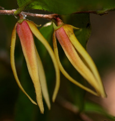 Meiogyne stenopetala