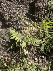Hydrophylloideae